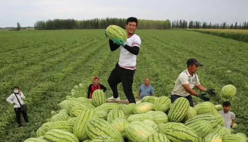 برنامه پنج ساله کشاورزی چین
